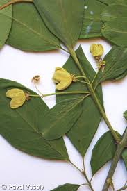 Attēlu rezultāti vaicājumam “Euonymus europaeus leaf”