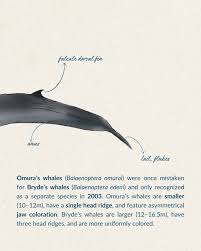 Image result for Balaenoptera omurai