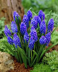 Attēlu rezultāti vaicājumam “Muscari armeniacum”