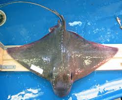 Image result for Myliobatis freminvillei