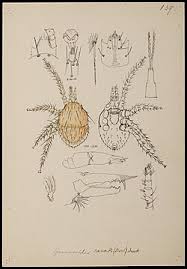 Attēlu rezultāti vaicājumam “Poecilochirus sp.”