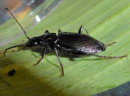 Attēlu rezultāti vaicājumam “Pterostichus melanarius”