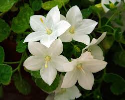 Image result for Campanula isophylla
