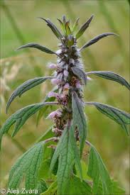 Attēlu rezultāti vaicājumam “Leonurus quinquelobatus”