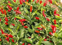Afbeeldingsresultaat voor thai bird pepper hot pepper