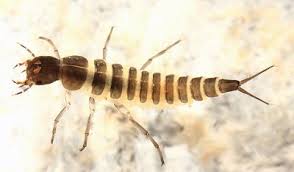 Attēlu rezultāti vaicājumam “Ilybius sp.”