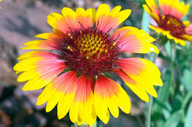 Image result for Gaillardia