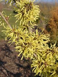 Attēlu rezultāti vaicājumam “Hamamelis japonica”