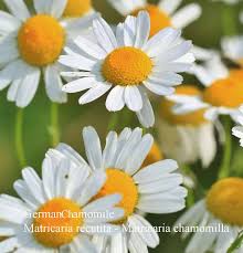 Image result for Matricaria recutita (chamomilla)