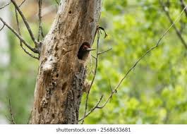 Attēlu rezultāti vaicājumam “Dryocopus martius nest”