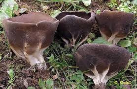 Attēlu rezultāti vaicājumam “Helvella acetabulum”