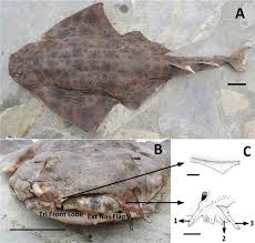 Image result for Squatina squatina