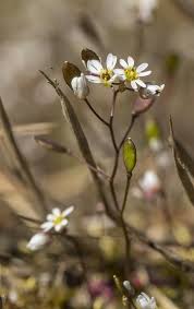 Attēlu rezultāti vaicājumam “Erophila verna flower”