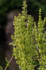 Attēlu rezultāti vaicājumam “Rumex confertus fruit”