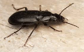 Attēlu rezultāti vaicājumam “Pterostichus melanarius”