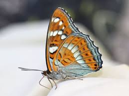 Attēlu rezultāti vaicājumam “Limenitis populi underside”
