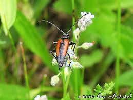 Attēlu rezultāti vaicājumam “Stenurella melanura”