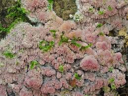 Attēlu rezultāti vaicājumam “Ceriporia excelsa”