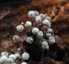 Attēlu rezultāti vaicājumam “Physarum leucophaeum sessile”