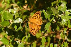 Attēlu rezultāti vaicājumam “Argynnis paphia female”