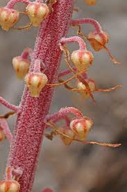 Attēlu rezultāti vaicājumam “Pyrolaceae”