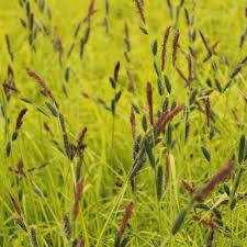 Attēlu rezultāti vaicājumam “Carex elata”