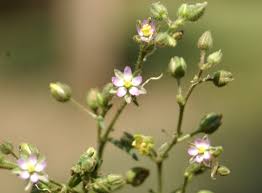 Attēlu rezultāti vaicājumam “Spergularia marina bud”