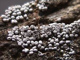 Attēlu rezultāti vaicājumam “Physarum leucophaeum”