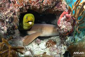 Image result for Gymnothorax funebris