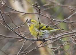 Attēlu rezultāti vaicājumam “Carduelis spinus male”