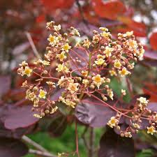 Attēlu rezultāti vaicājumam “Cotinus coggygria flower”