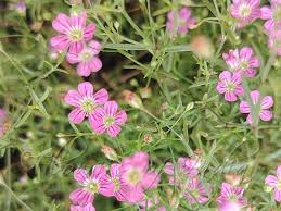 Attēlu rezultāti vaicājumam “Gypsophila muralis”