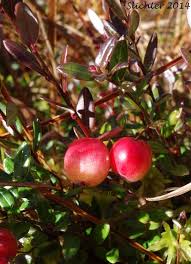 Attēlu rezultāti vaicājumam “Oxycoccus leaf”