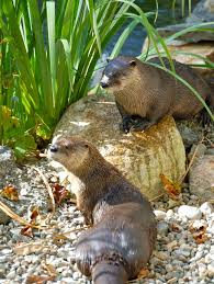 Image result for Eltham Otters