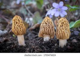 Attēlu rezultāti vaicājumam “Verpa bohemica”