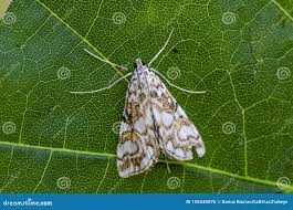 Attēlu rezultāti vaicājumam “Elophila nymphaeata”