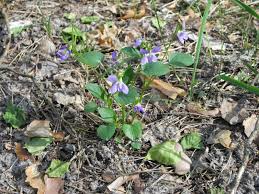Attēlu rezultāti vaicājumam “Viola canina flower”