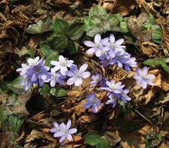 Attēlu rezultāti vaicājumam “Hepatica nobilis bud”