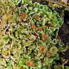 Attēlu rezultāti vaicājumam “Cladonia stygia”
