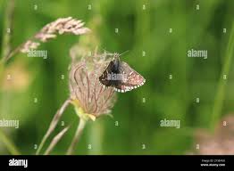 Attēlu rezultāti vaicājumam “Pyrgus serratulae”