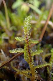 Attēlu rezultāti vaicājumam “Hamatocaulis vernicosus”