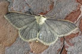 Attēlu rezultāti vaicājumam “Idaea aversata”