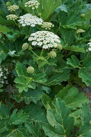 Attēlu rezultāti vaicājumam “Heracleum sosnowskyi leaf”
