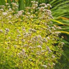 Attēlu rezultāti vaicājumam “Origanum majorana flower”