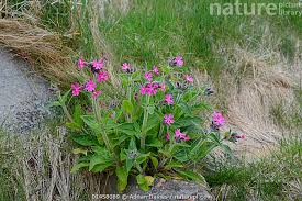 Attēlu rezultāti vaicājumam “Silene dioica flower”