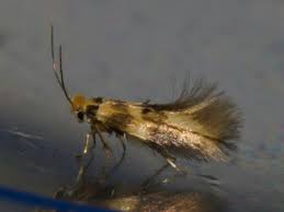 Attēlu rezultāti vaicājumam “Bucculatricidae”