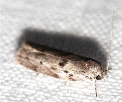 Attēlu rezultāti vaicājumam “Donacaula mucronella”