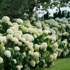 Attēlu rezultāti vaicājumam “Hydrangea arborescens”