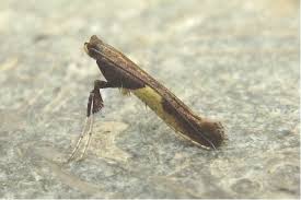 Attēlu rezultāti vaicājumam “Cribraria vulgaris stalked”