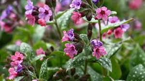 Image result for Lungenkraut